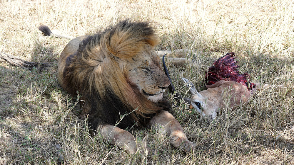 Lion with Dead Gazelle