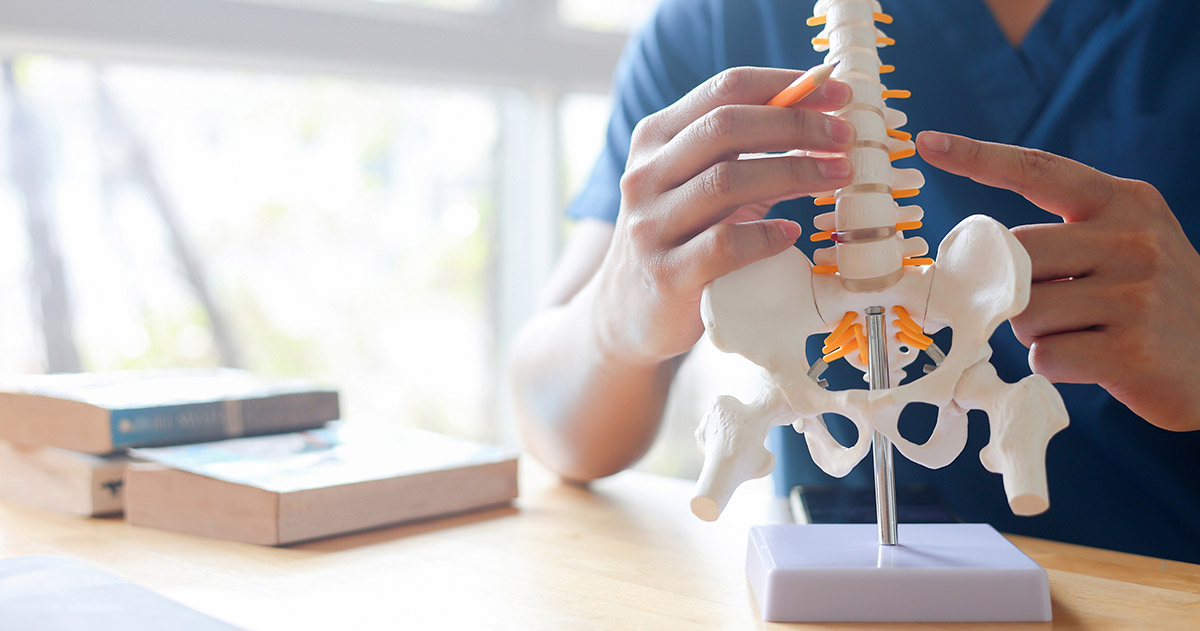 Chiropractor pointing at skeleton lower back