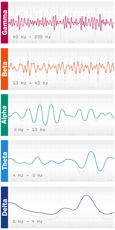 Human Brain Waves