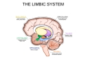 The role of the Amygdala